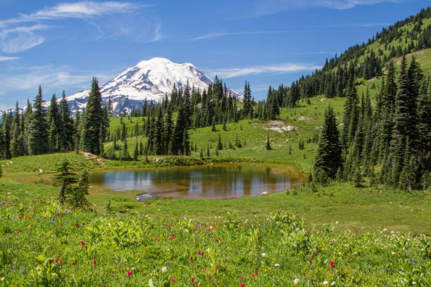 istock Wildflower carpet and Mt. Rainier 958313032
