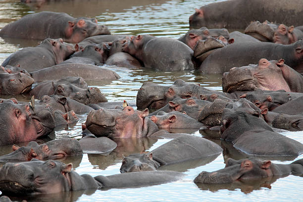 istock bunch of african Hippopotamus bathing in a river 95831436