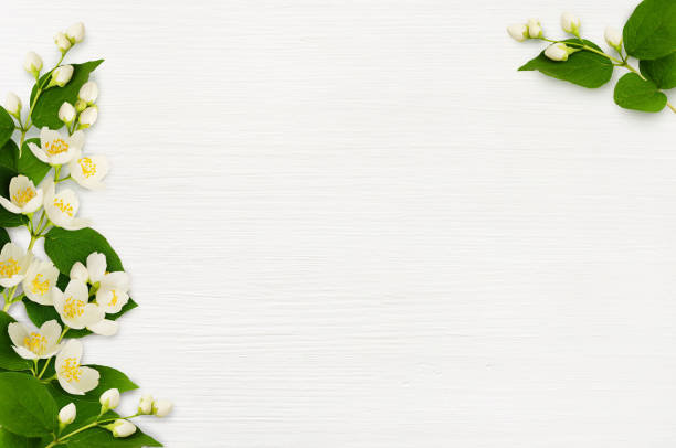 istock Decorative compositions with jasmine flowers on wood 958321464