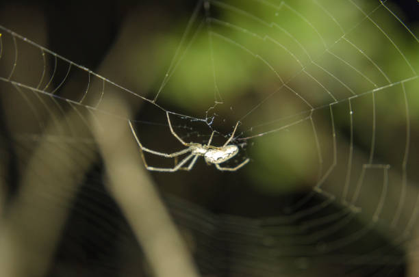 istock Garden spider in web at night close-up 958322432