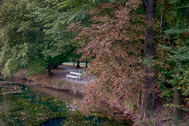 istock The bench on the riverbank surrounded bu trees 958322662