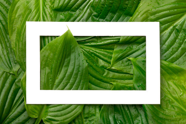istock White paper frame with place for text on tropical background. Nature layout made of leaves. 958325840