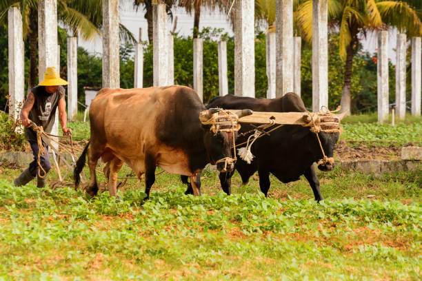 Vinales, Cuba - December 6, 2017: Cuban peasant with oxen plow in the Vinales valley
