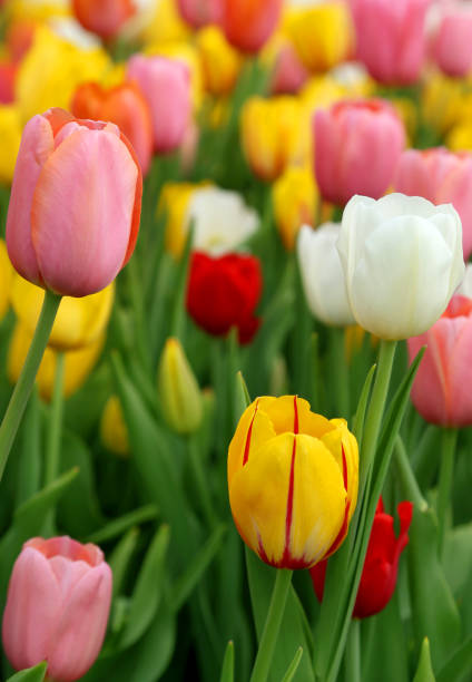 istock Tulips bloomed outdoor 958330322