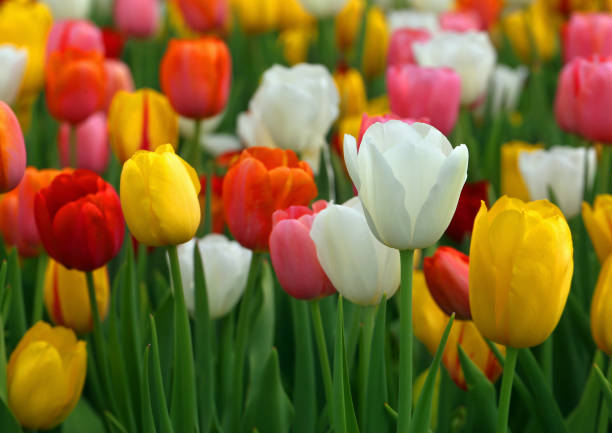istock Tulips bloomed outdoor 958330354
