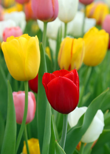 istock Tulips bloomed outdoor 958330362