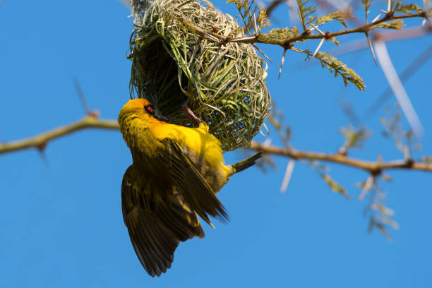 istock Southern masked weaver and nest 958330962