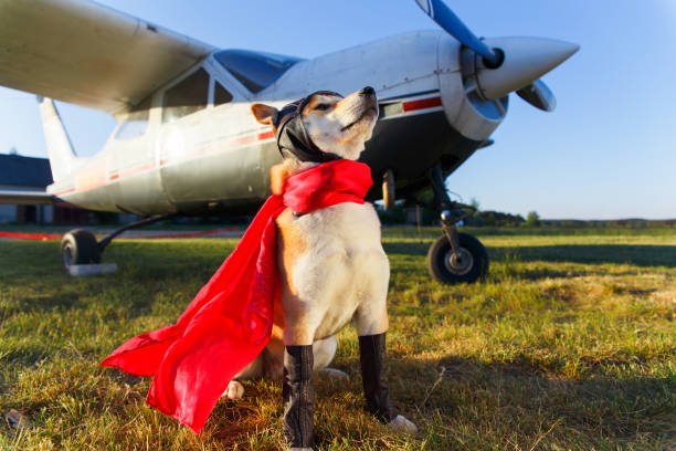 Funny photo of the Akita inu dog Funny photo of the Akita inu dog in a pilot suit at the airport heroic dog stock pictures, royalty-free photos & images