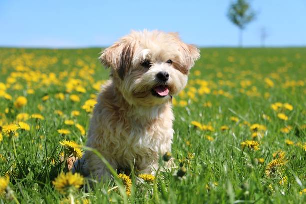 istock small dog portrait in the garden 958336698