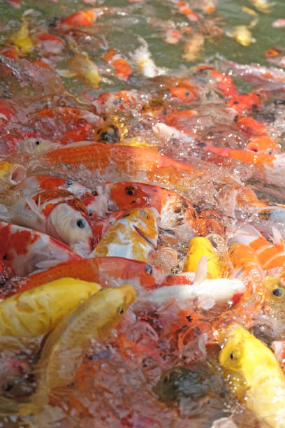 istock Colored Crap fish top view pond in the park. 958340746