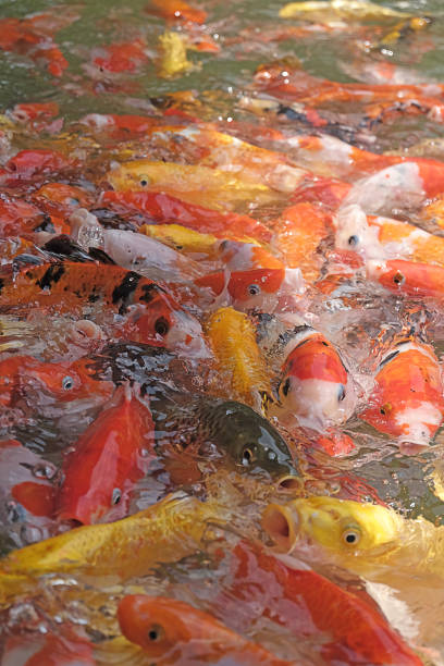 istock Colored Crap fish top view pond in the park. 958340766