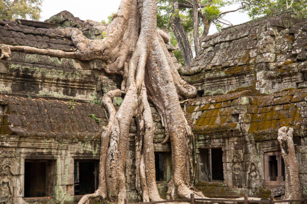 istock Cotton-silk tree roots engulfing ancient ruins, Ta Prohm 958343926