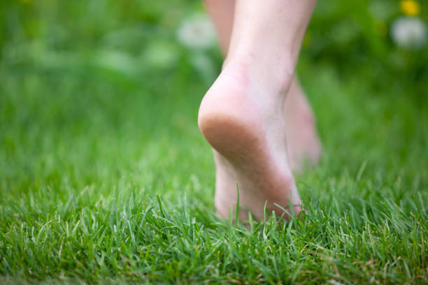 Woman walking barefoot Female legs walking through grass Barefoot stock pictures, royalty-free photos & images