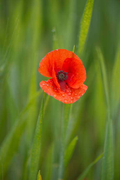 istock Detail of some poppies 958344690