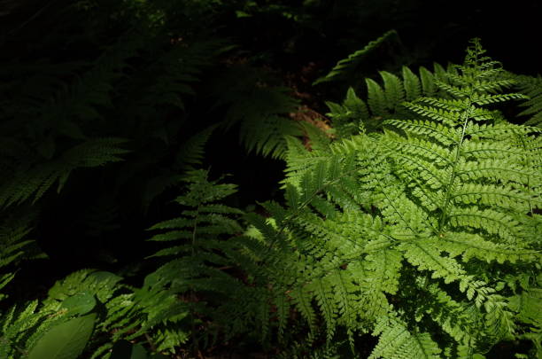 istock Leaves of Wild Fern 958356420