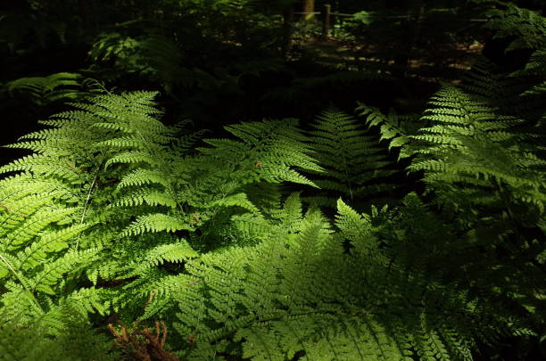 istock Leaves of Wild Fern 958356428