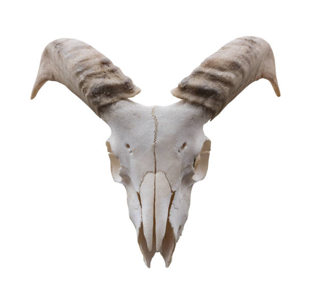 cranio di capra isolato sullo sfondo bianco - jumbuck foto e immagini stock
