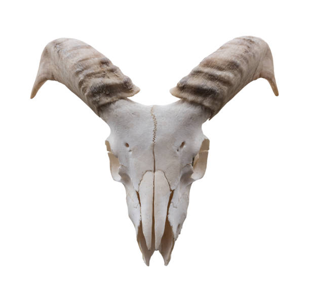 istock Goat skull isolated on the white background 958357644