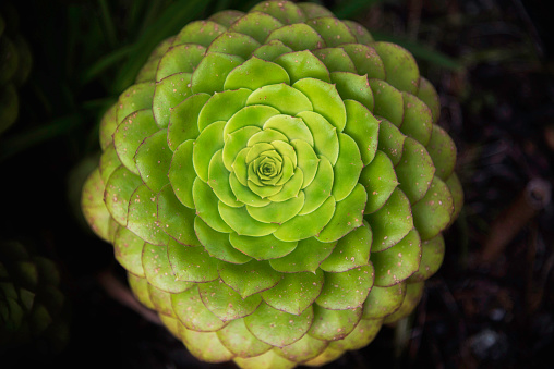 A succulent plant with radial symmetry.