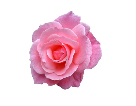 Single rose isolated on white