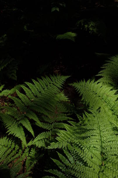 istock Leaves of Wild Fern 958359538