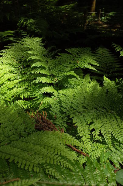istock Leaves of Wild Fern 958359548
