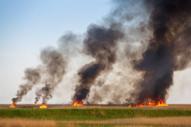 Fires destroy the dried up fields of the old cane