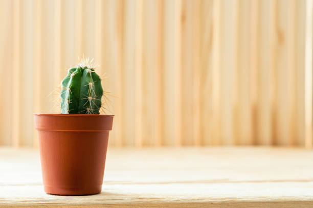 Close-up small cactus in brown flower pot is standing on light  wooden rustic table.