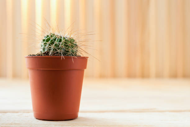 istock Small young cactus with long thorns in brown pot on light wooden background. 958363174