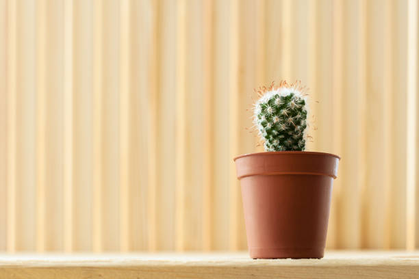 istock Small young echinocereus cactus in brown pot on light striped wooden background with copy space. 958363192