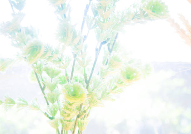 Close up flower grass and sunrise background,blure and over exposure background