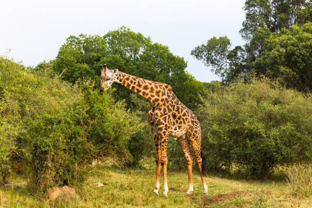 istock A large giraffe eats leaves from a tall tree. Masai Mara, Kenya 958363570