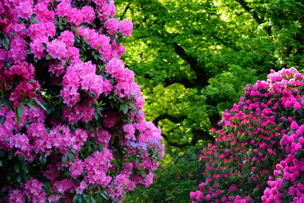 istock Switzerland - Blooming flowers in May 958371498