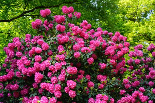 istock Switzerland - Blooming flowers in May 958371760