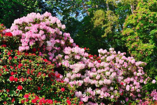 istock Switzerland - Blooming flowers in May 958371836
