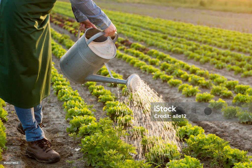 Arbeiten Sie an den Gemüsegarten - Lizenzfrei Bewässern Stock-Foto