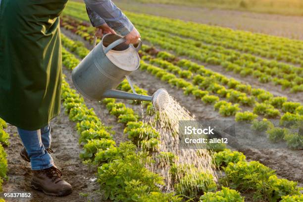 Arbeiten Sie An Den Gemüsegarten Stockfoto und mehr Bilder von Bewässern - Bewässern, Landwirtschaft, Gießkanne