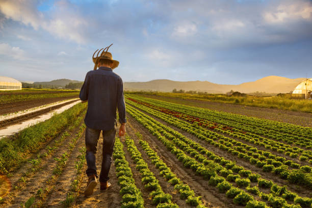 agricultor em campo - lugar de trabalho - fotografias e filmes do acervo