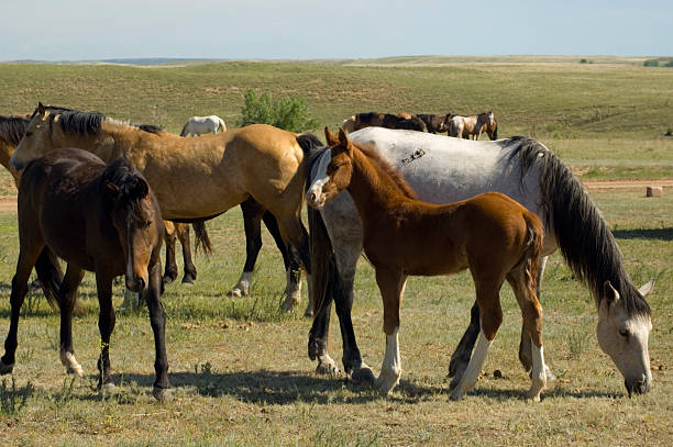 istock Wild Horses from the Black Hills Sanctuary 95837631