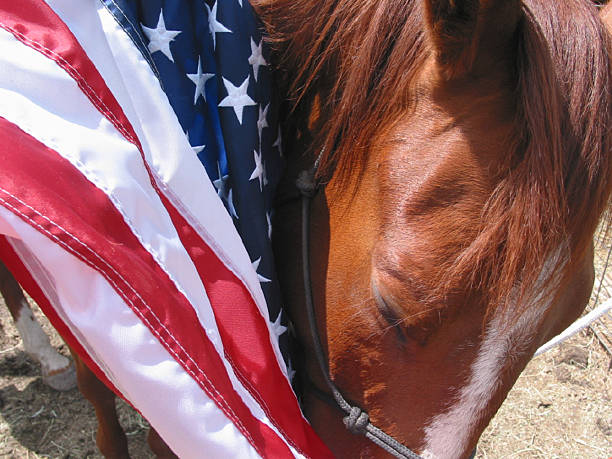 Patriotic Horse with U.S. Flag stock photo