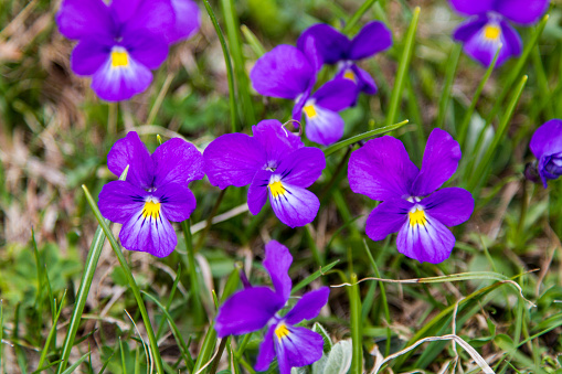 Wild Pansy in the Swiss Alps