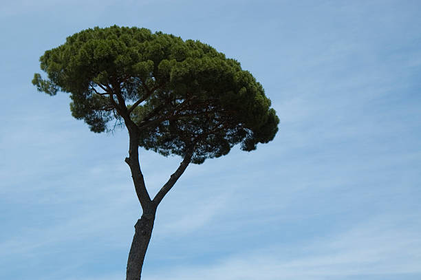 Roman Umbrella Pine Tree - Italy stock photo