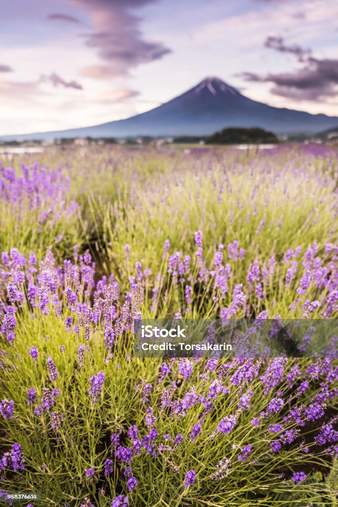 View of Mountain Fuji and lavender fields View of Mountain Fuji and lavender fields in summer season at Lake kawaguchiko Lavender - Plant Stock Photo