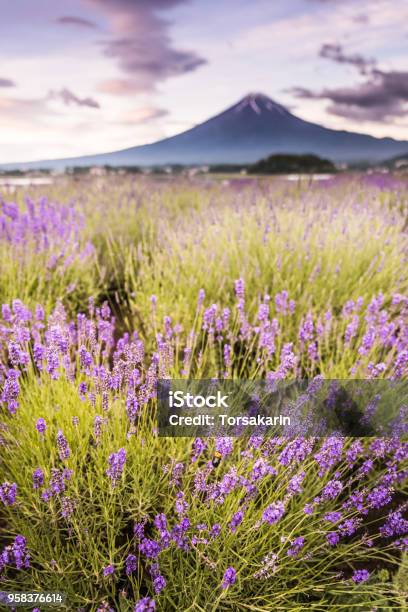 View Of Mountain Fuji And Lavender Fields Stock Photo - Download Image Now - Lavender - Plant, Agricultural Field, Asia