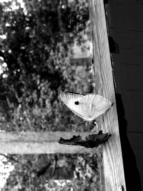 istock two butterflies locked in an old house, looking out the window 958377788
