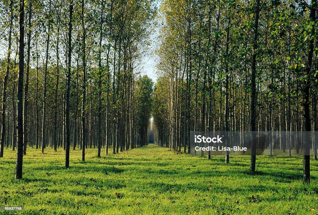 森の小道 - ポプラの木のロイヤリティフリーストックフォト