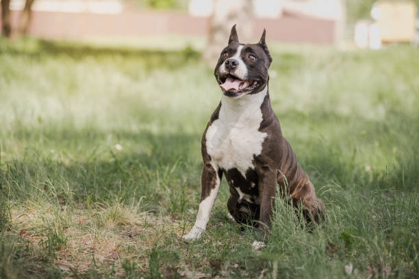 istock American staffordshire terrier 958378000