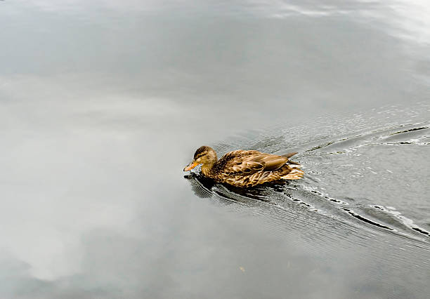 Duck Swimming in Still Pond stock photo