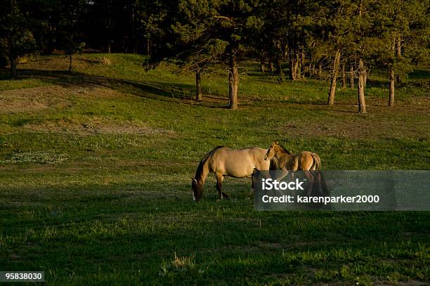 Sorraia Mustangs En El Black Hills De Caballos Salvajes Sanctuary Foto de stock y más banco de imágenes de Aire libre