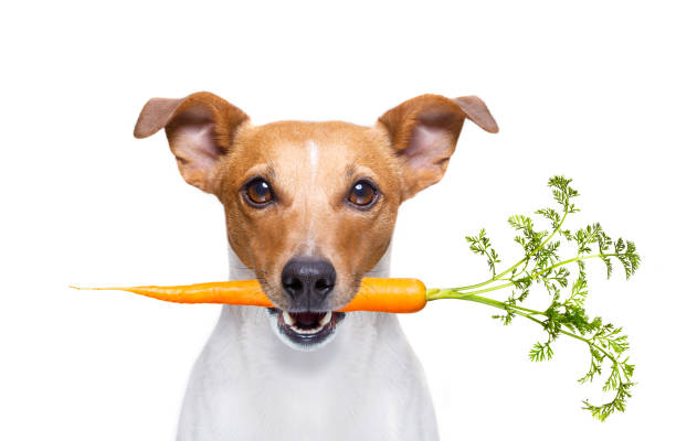 hambre veganas perro - dog vegetable carrot eating fotografías e imágenes de stock